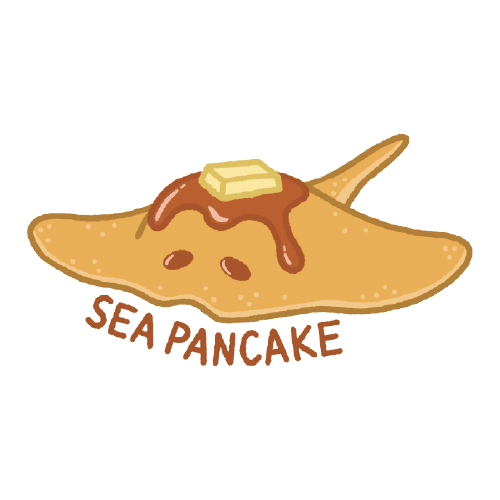 Sea Pancake